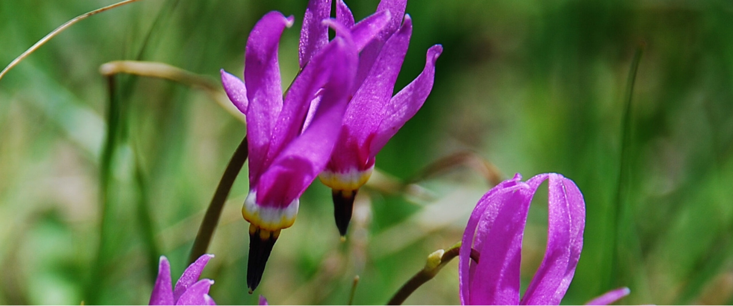 Flowers in wyoming