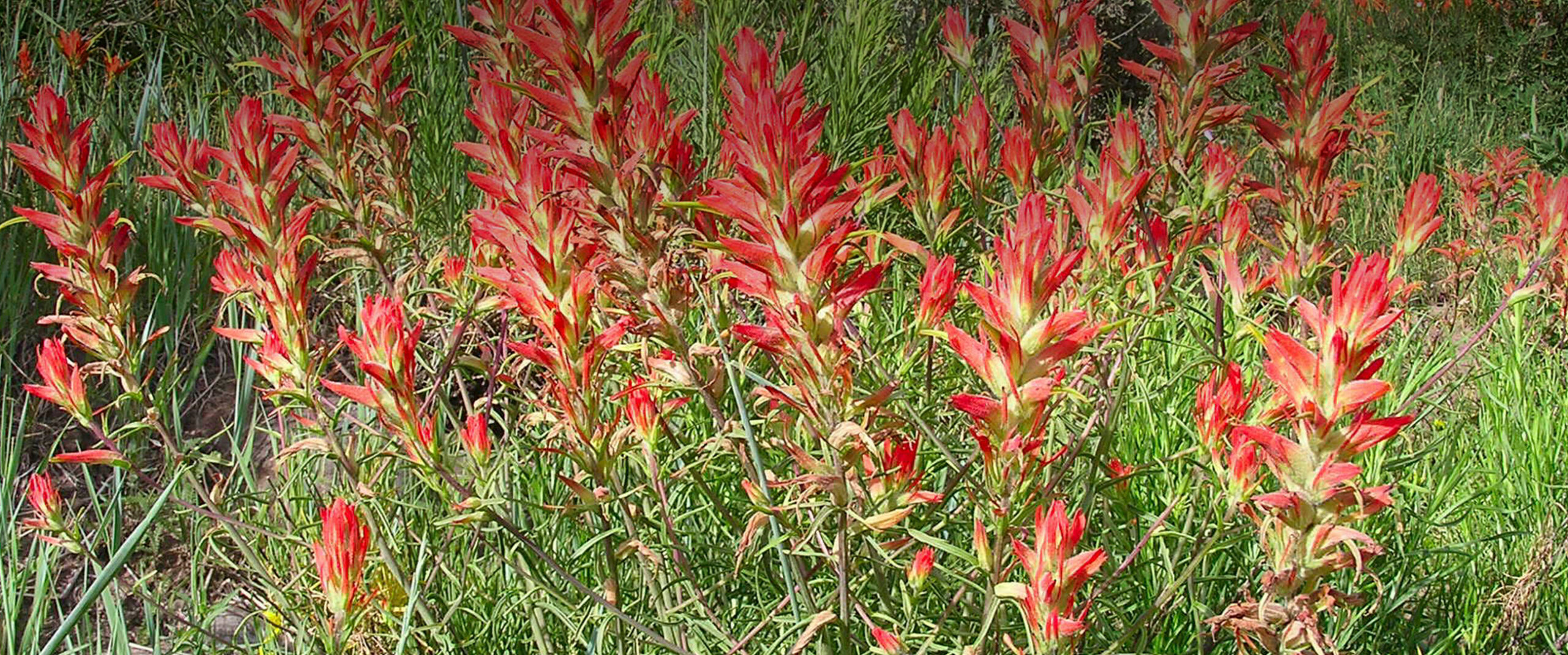 Indian paintbrush