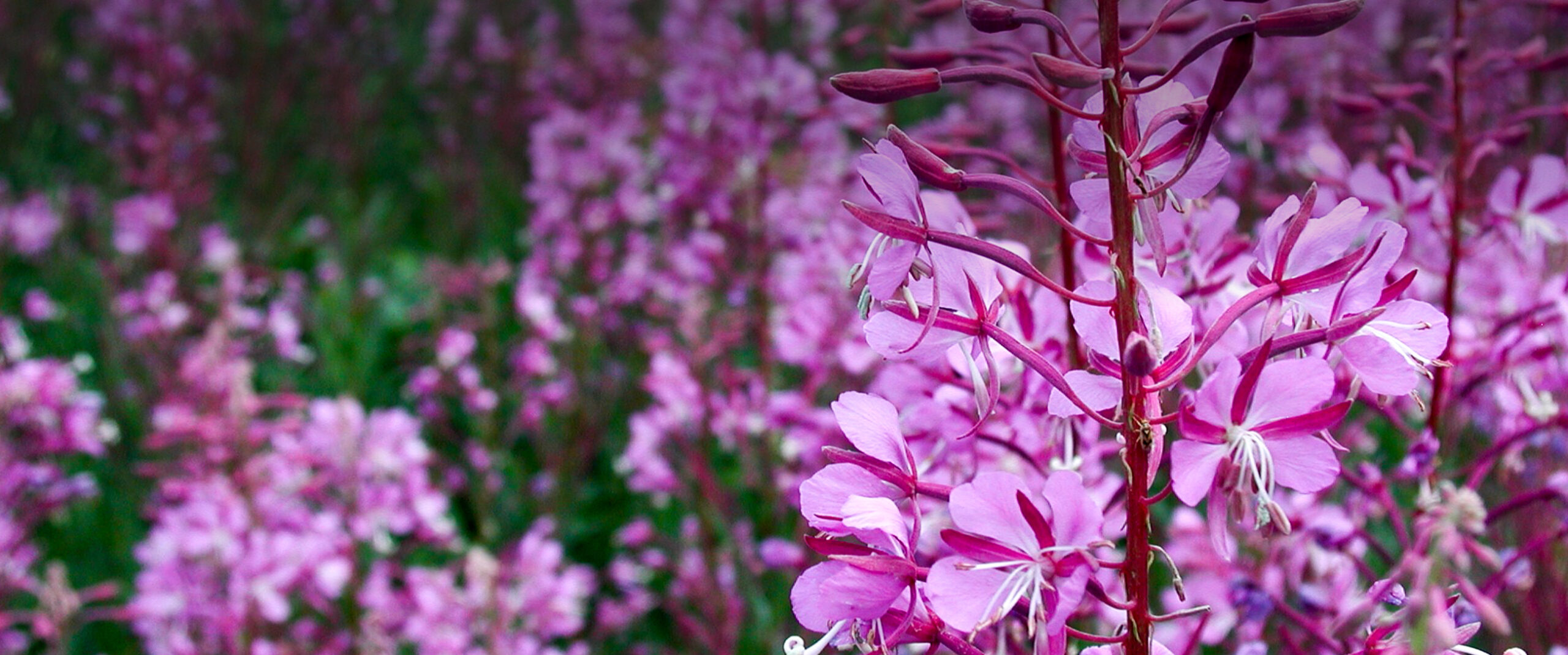 Fireweed