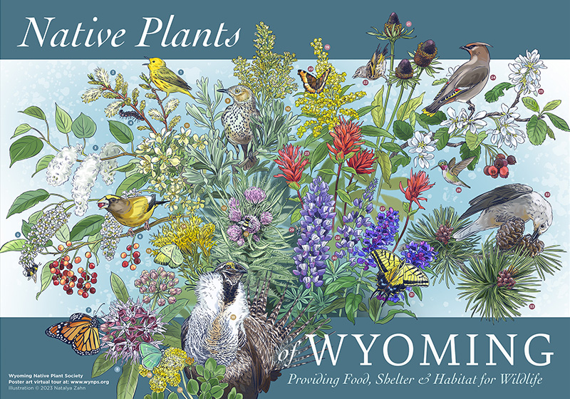 Native Plants of Wyoming